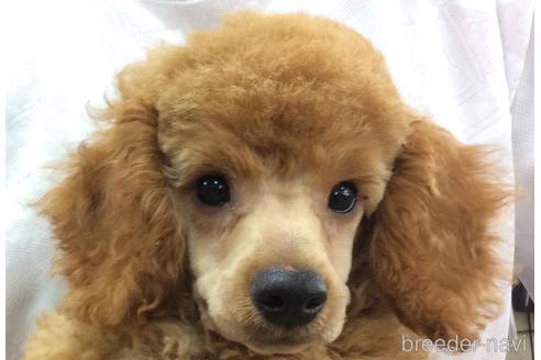 成約済の山口県のトイプードル-185997の1枚目